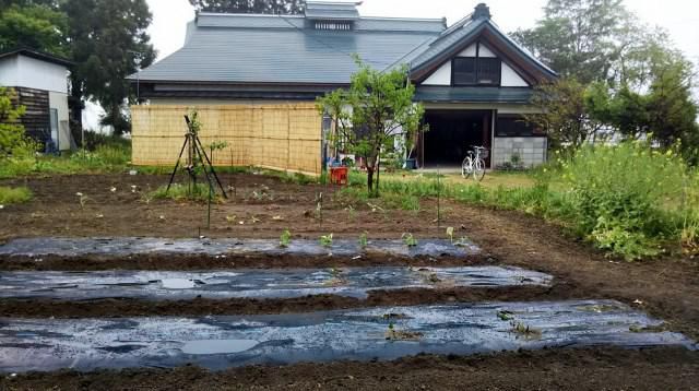 畑の植え付け