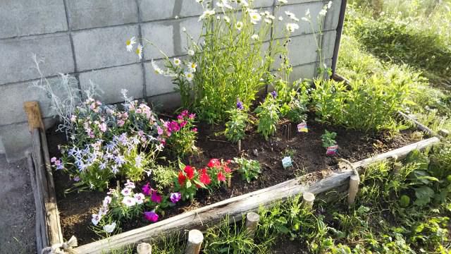 庭の花壇その２