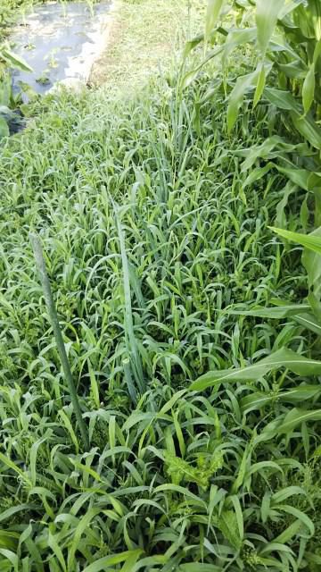 雑草
