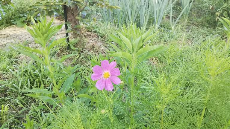 コスモスの花