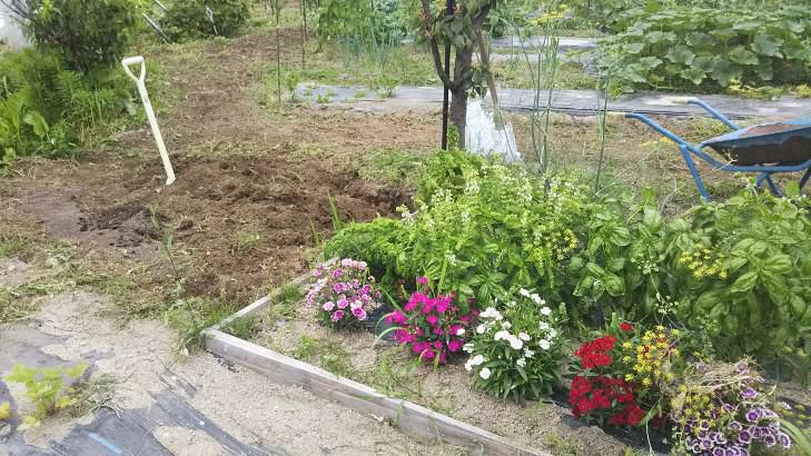 庭の花壇