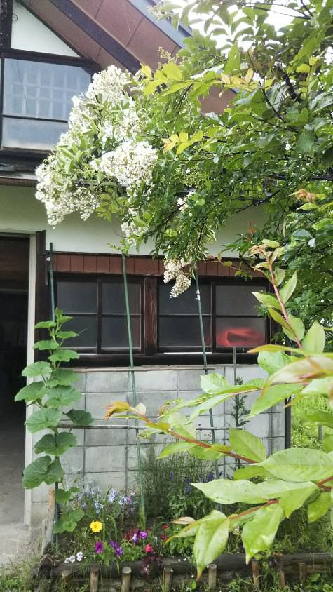 サルスベリの花