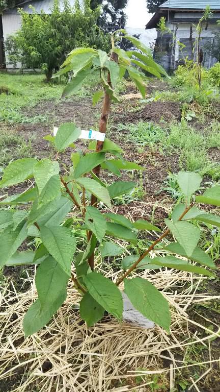 さくらんぼの木を植えました