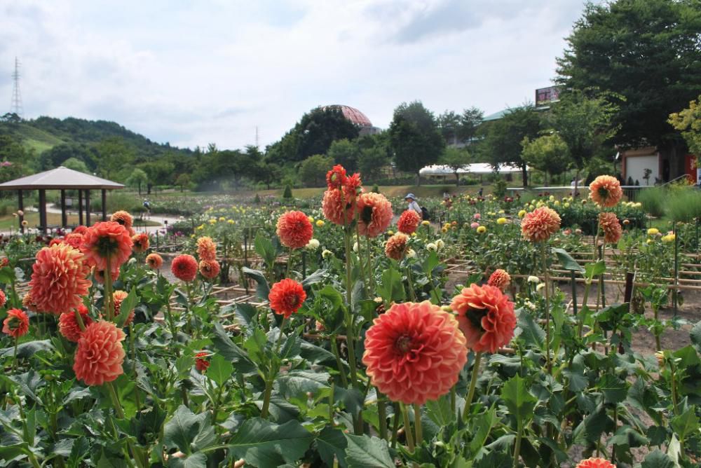 川西ダリア園