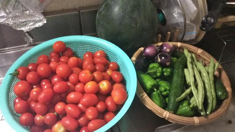 今朝の野菜