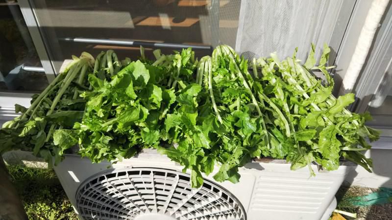 大根葉