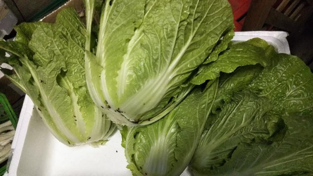 ミニ白菜とキャベツ