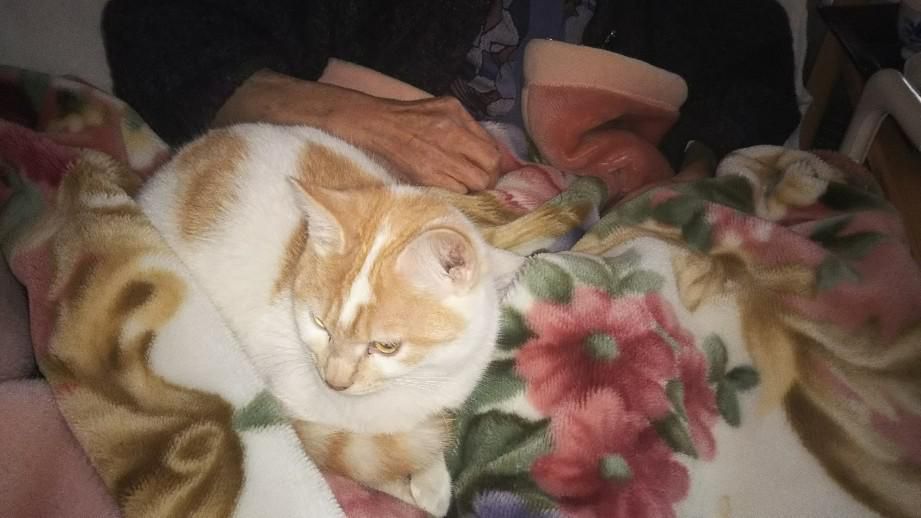 母の介護