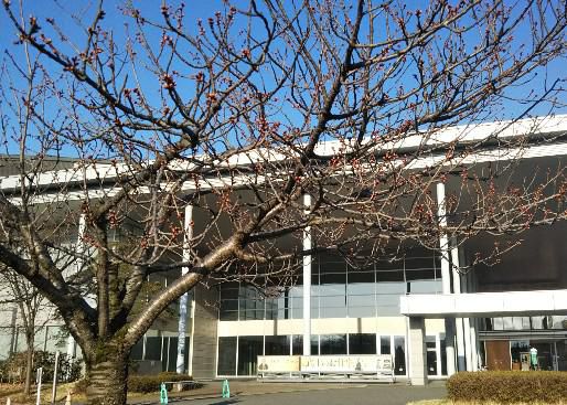 伝国の杜前の桜