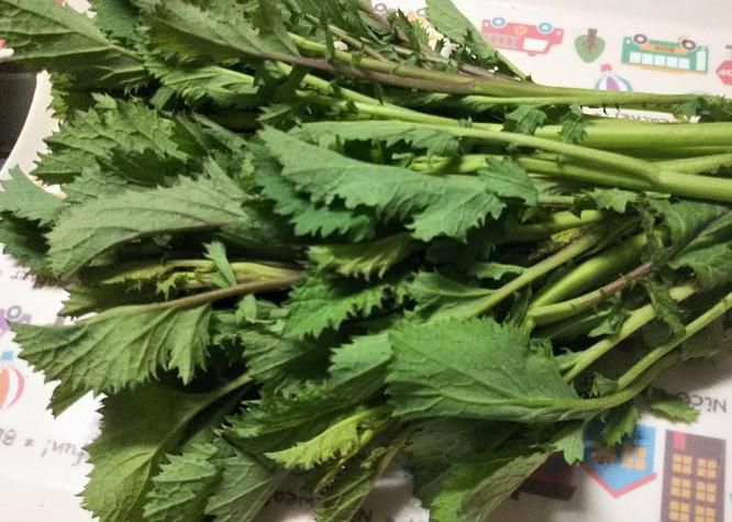 からし菜