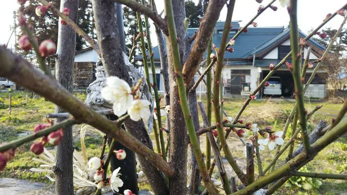 梅の花