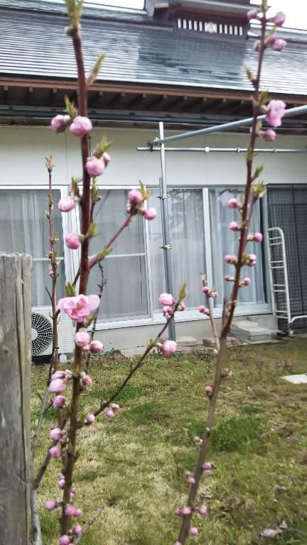 花桃