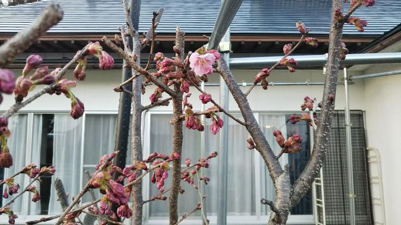 自宅の桜