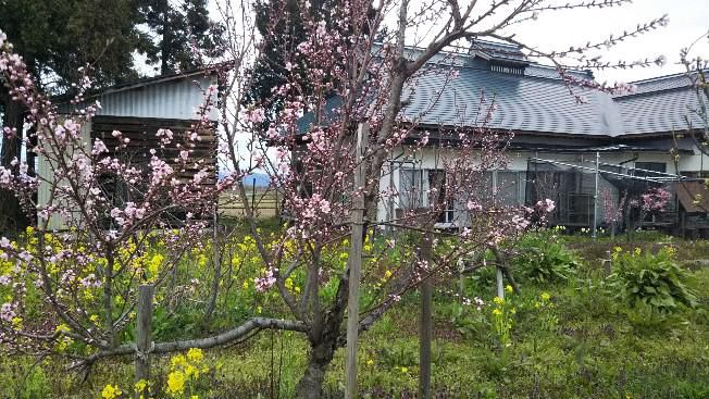 桃の花