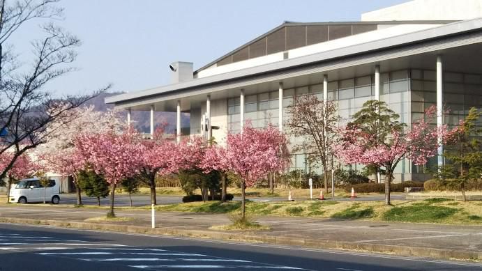 米沢市内の桜が満開