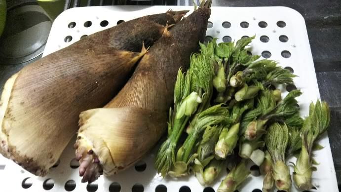 初物（タケノコ、こしあぶら）