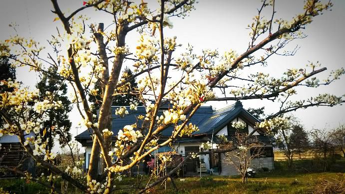 梨の花が開花