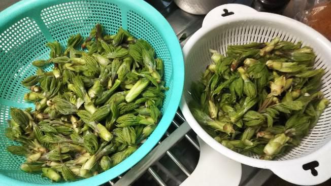 山菜採りへ