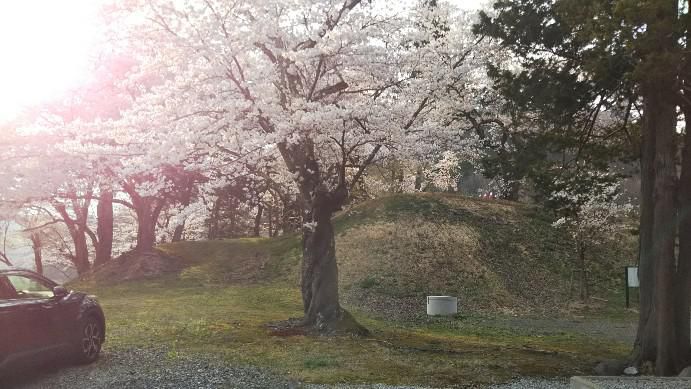 関小学校の桜満開に