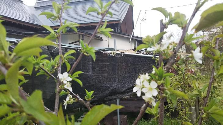 サクランボの花