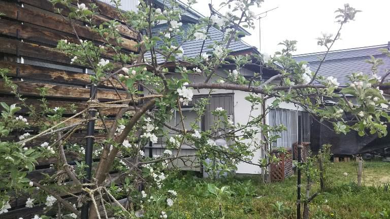 リンゴの花