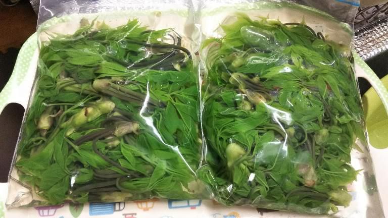 コシアブラの保存