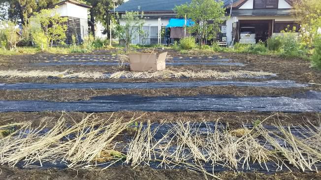畑の植え付け