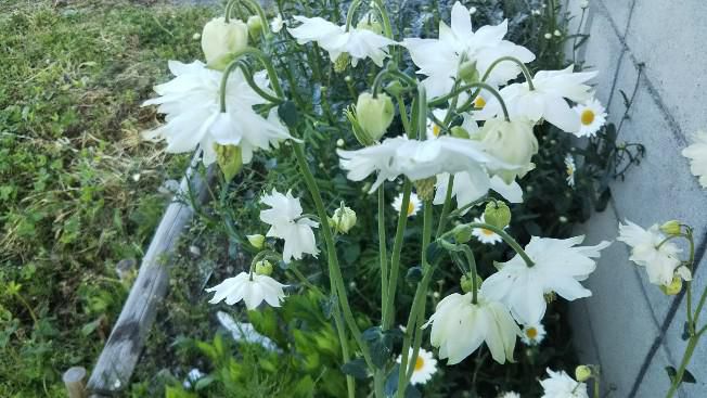庭の花
