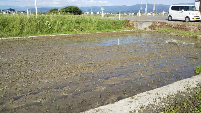 田植え体験