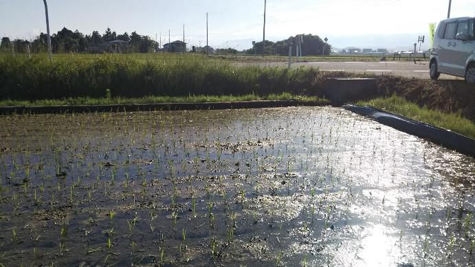 田んぼ10日目
