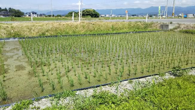 田んぼ24日後