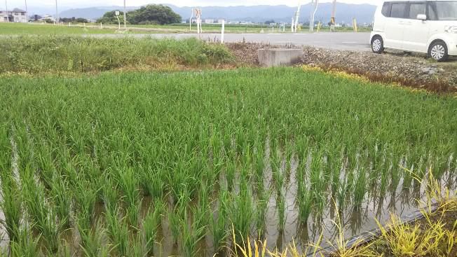 田んぼ40日目