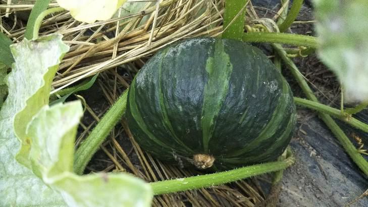 家庭菜園かぼちゃ初収穫