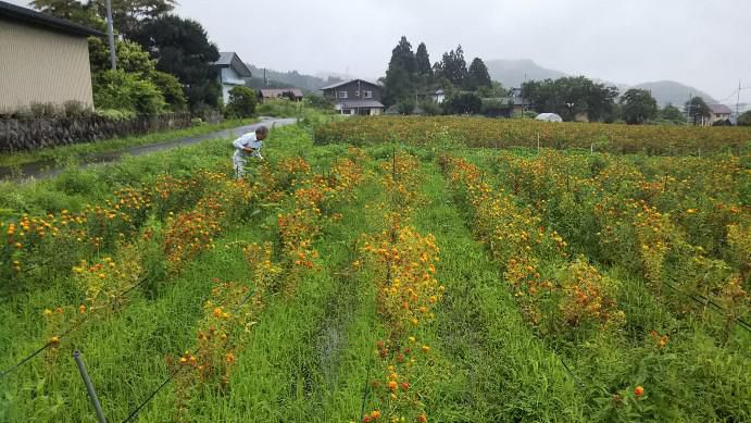 紅花