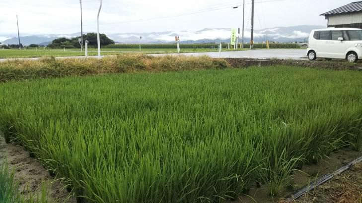 田んぼ60日後