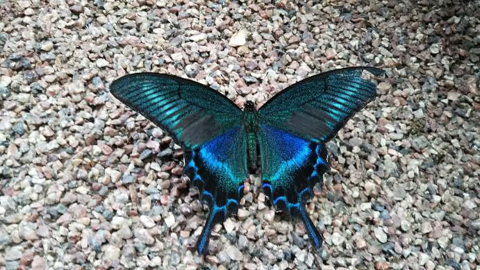 ミヤマカラスアゲハ