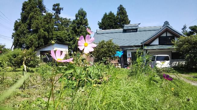 コスモス