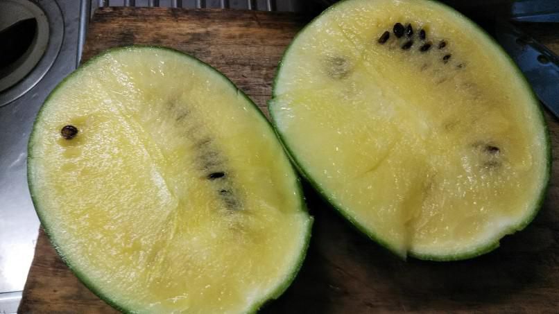 今年の家庭菜園最後のスイカ