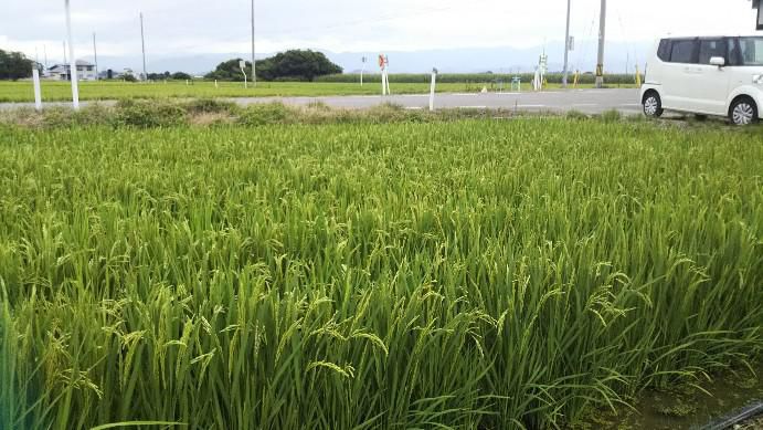 田んぼ81日目
