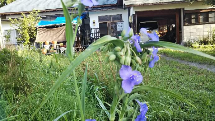 庭の花
