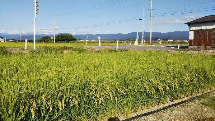 田んぼ91日目