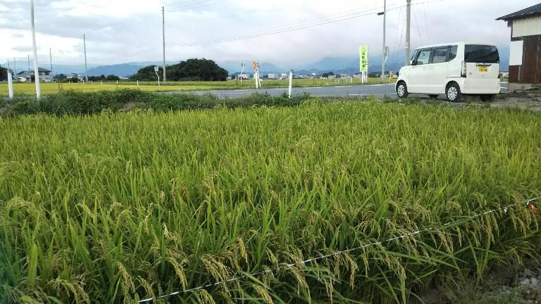 田んぼ100日目