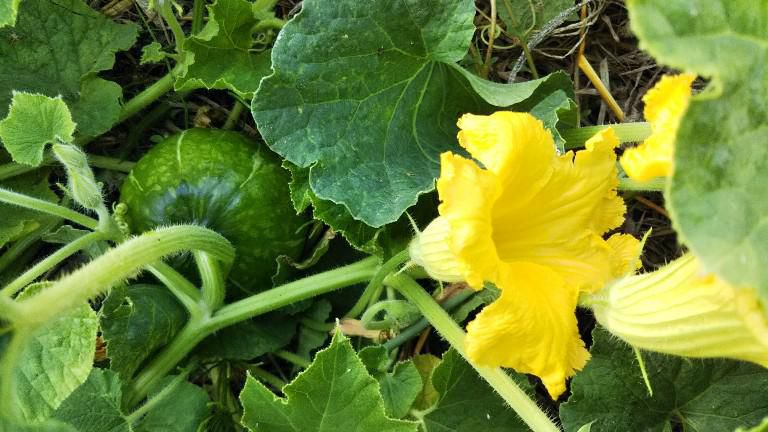 今朝の家庭菜園