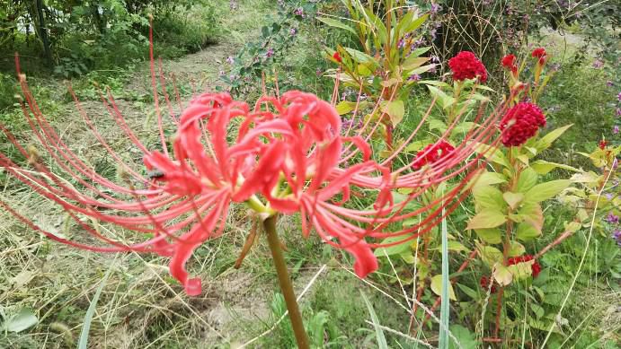 曼殊沙華