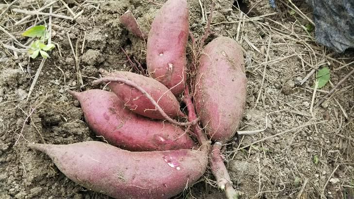 家庭菜園のさつまいも収穫