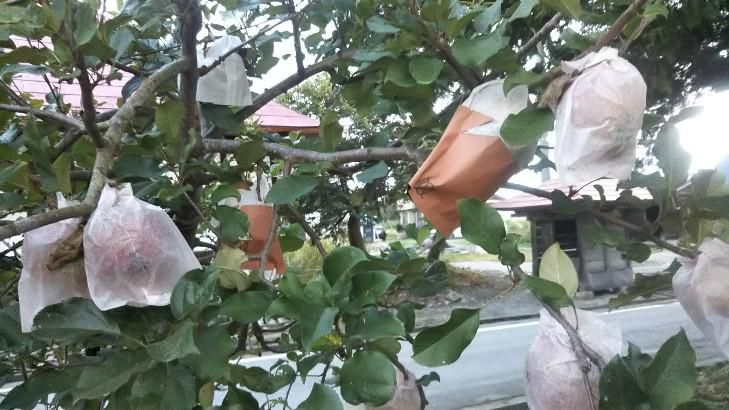 家庭菜園のリンゴ収穫