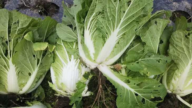 白菜収穫