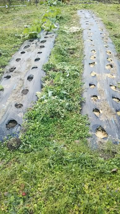 ニンニク、玉ねぎ植え