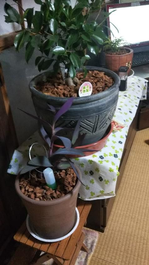 観葉植物も冬支度