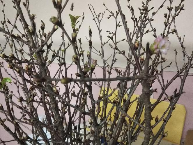 啓翁桜